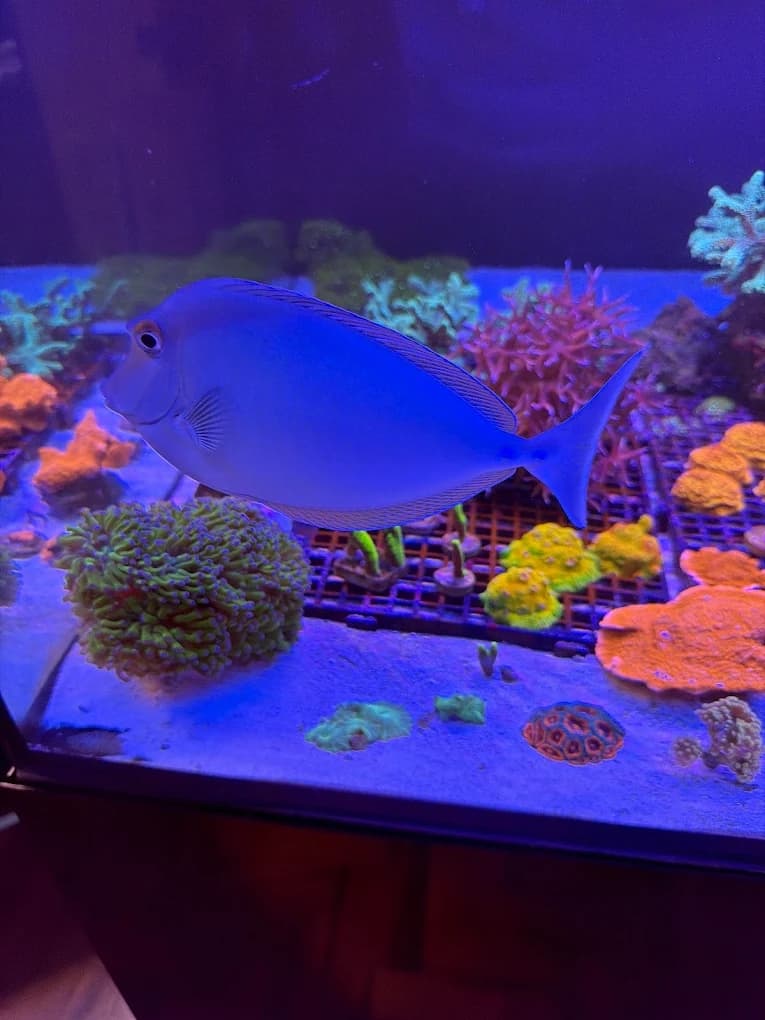 Peixe marinho