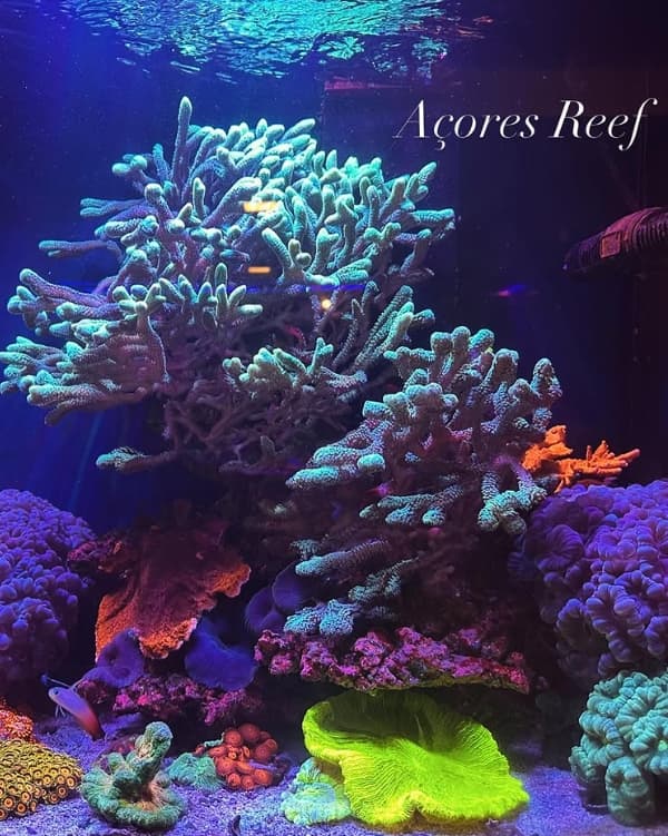 Corais Açores Reef